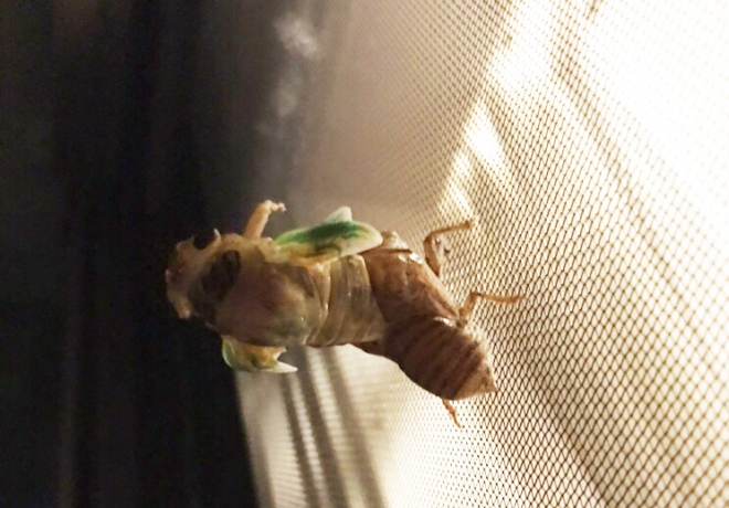 貴重な夏の思い出