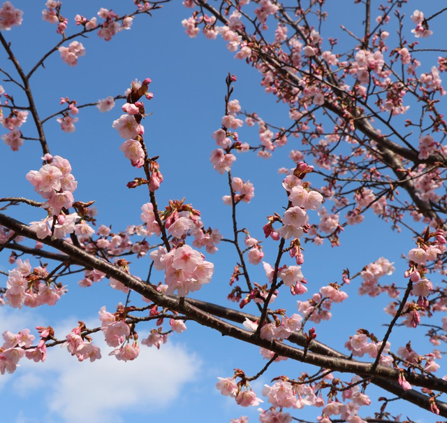 もうすぐ桜が咲きますね