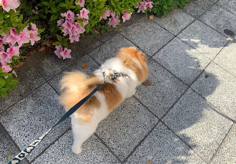 愛犬の散歩
