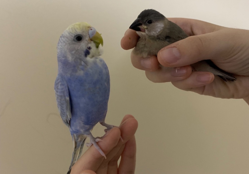 我が家の鳥さんたち