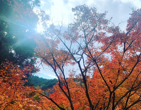 2年ぶりの紅葉