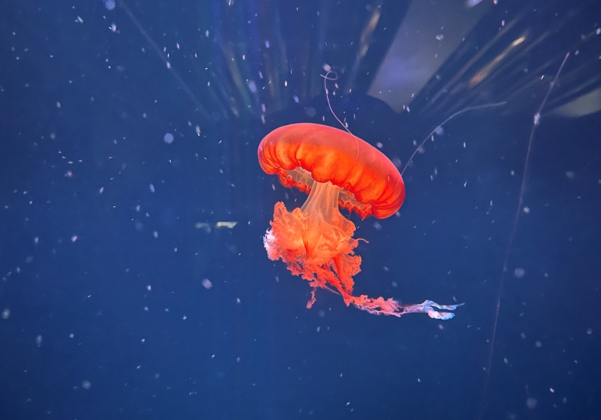 先日何年かぶりに水族館へ行ってきました。