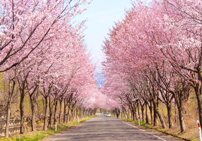 桜の季節