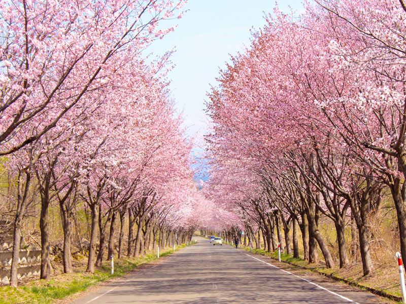 桜の季節