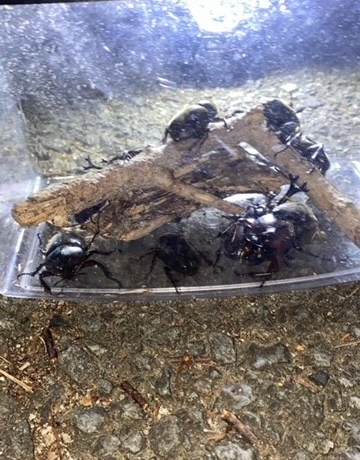 カブトムシ