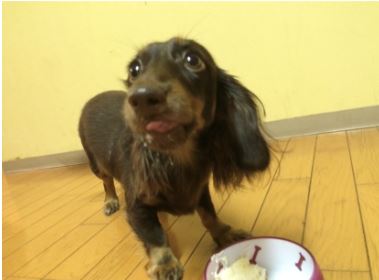 愛犬