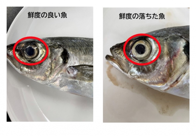 美味しい魚の見分け方