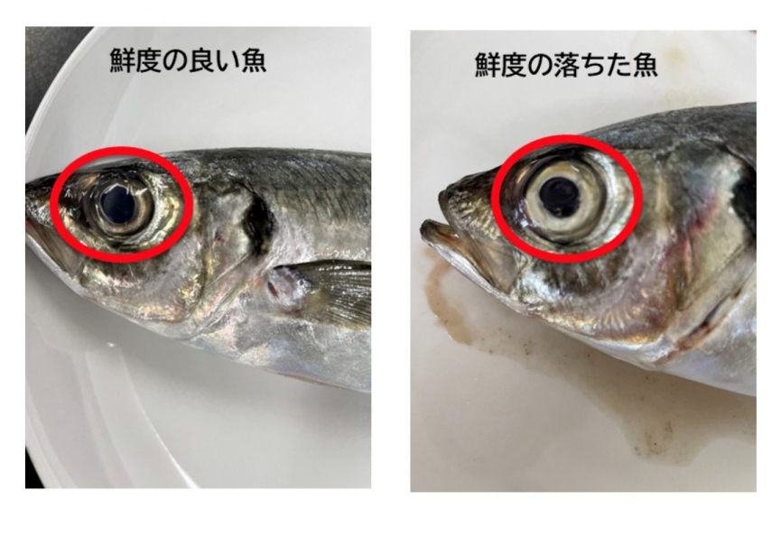 美味しい魚の見分け方