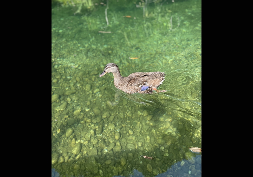 カルガモ