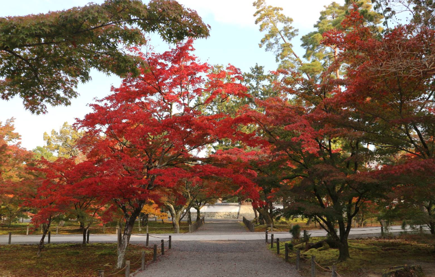 紅葉
