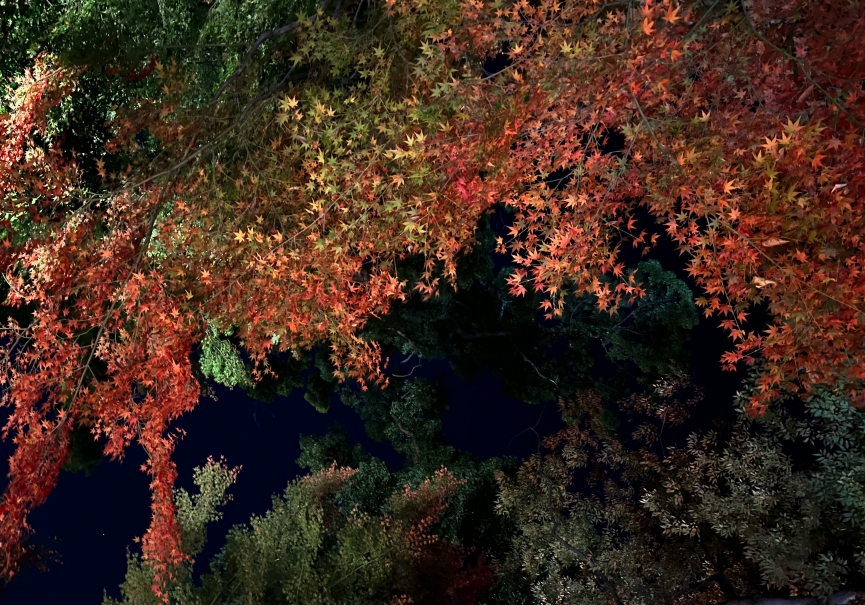 紅葉狩り
