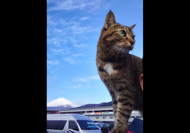 ねこ、好きですか？