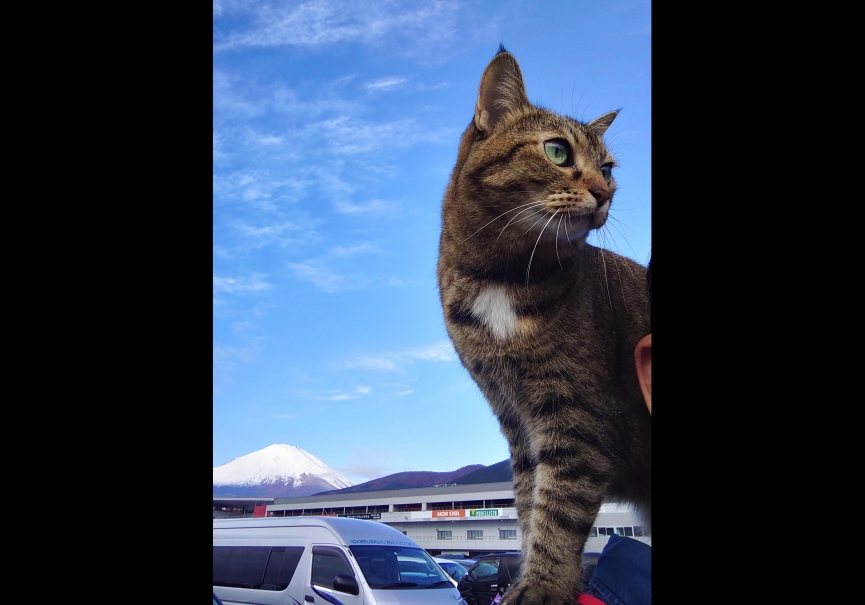 ねこ、好きですか？