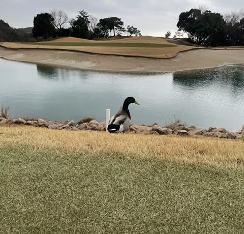 enjoy golf