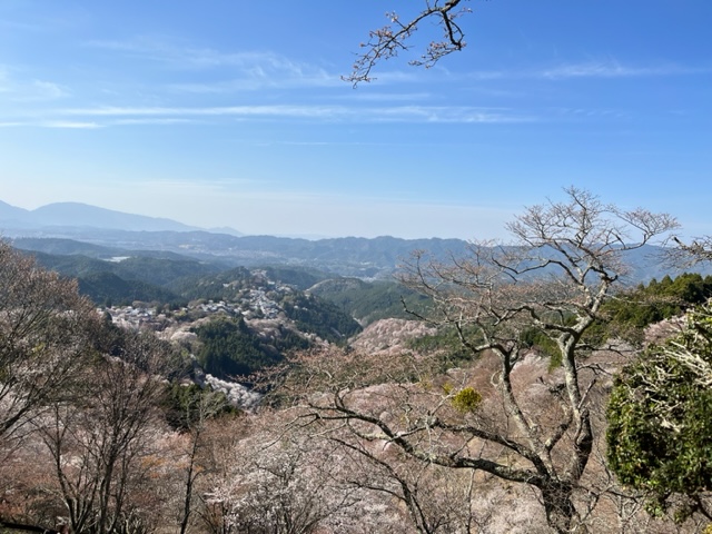 お花見