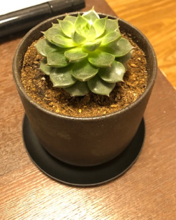 家の中の緑