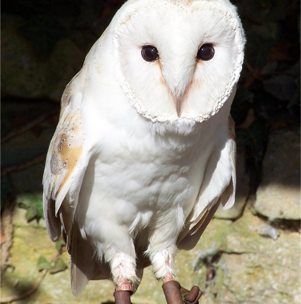メンフクロウとは