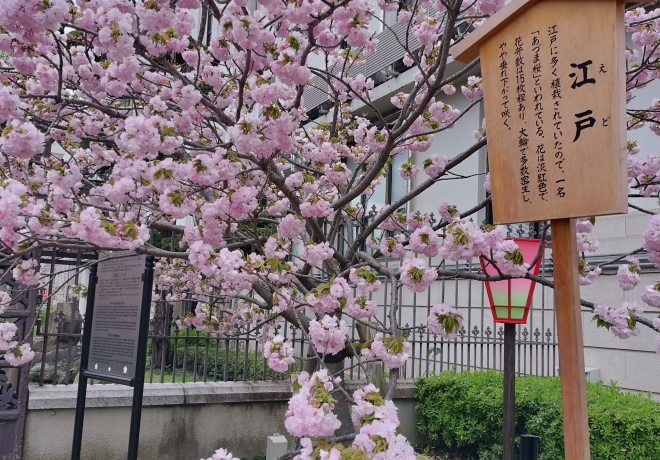 造幣局 桜の通り抜け