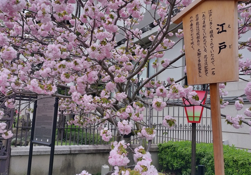 造幣局 桜の通り抜け