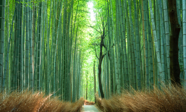京都旅行
