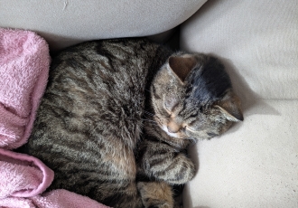 お猫さま
