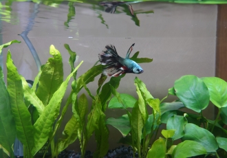 熱帯魚