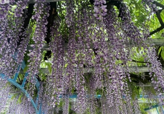 藤の花