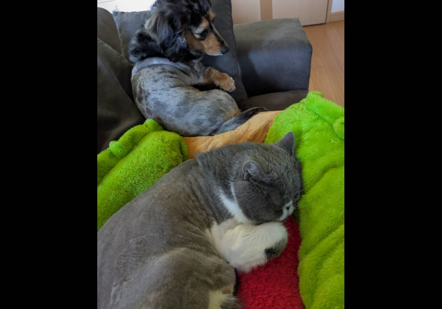 犬猫の取りあい