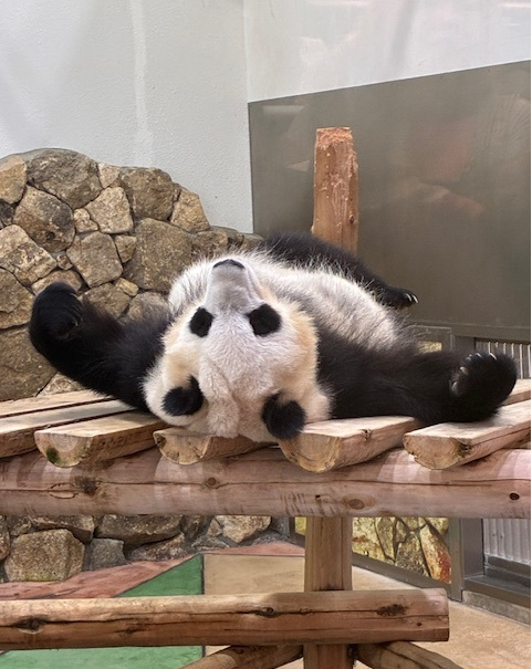 ラストパンダ？