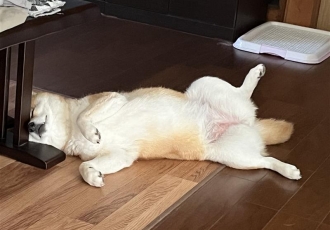 猛暑の散歩
