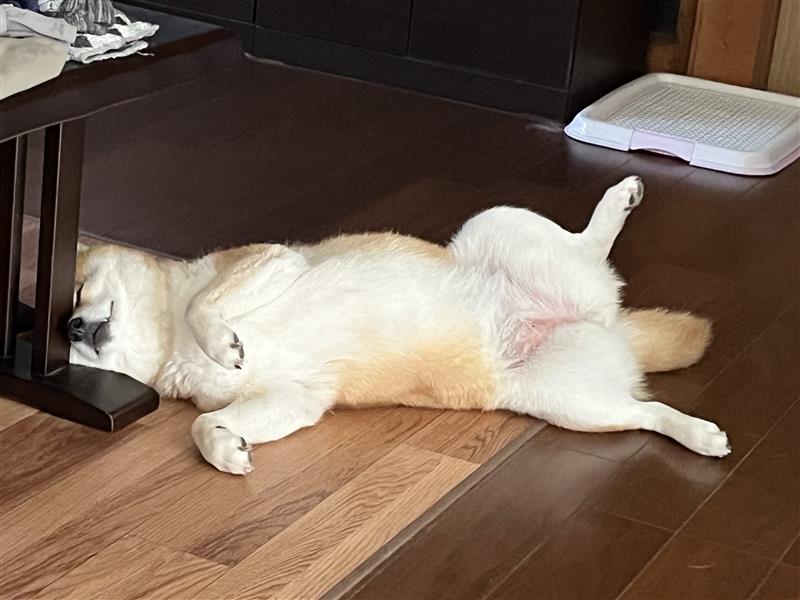 猛暑の散歩