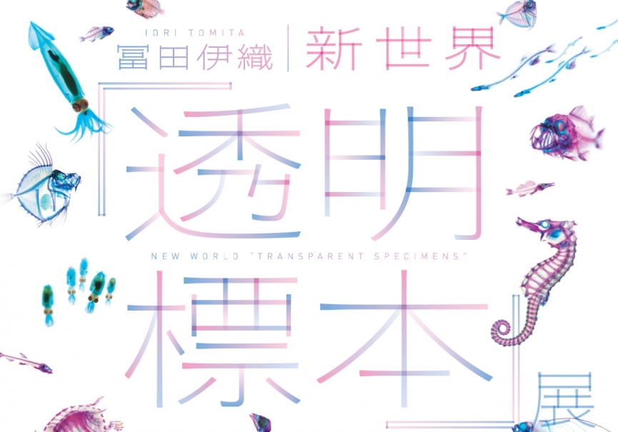 透明標本