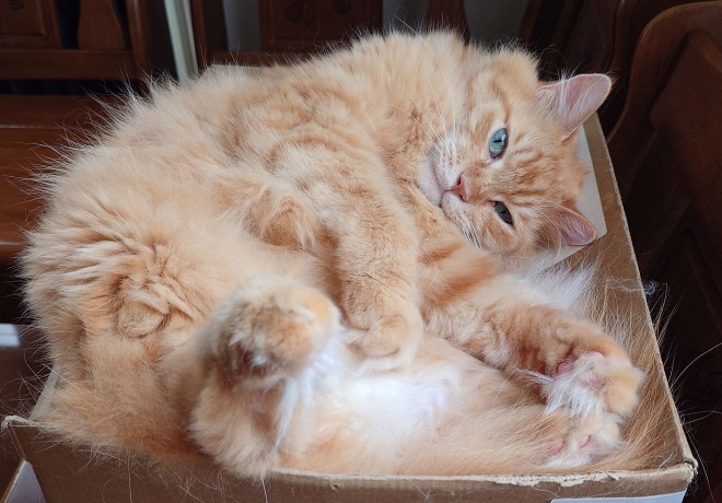 もふもふの季節