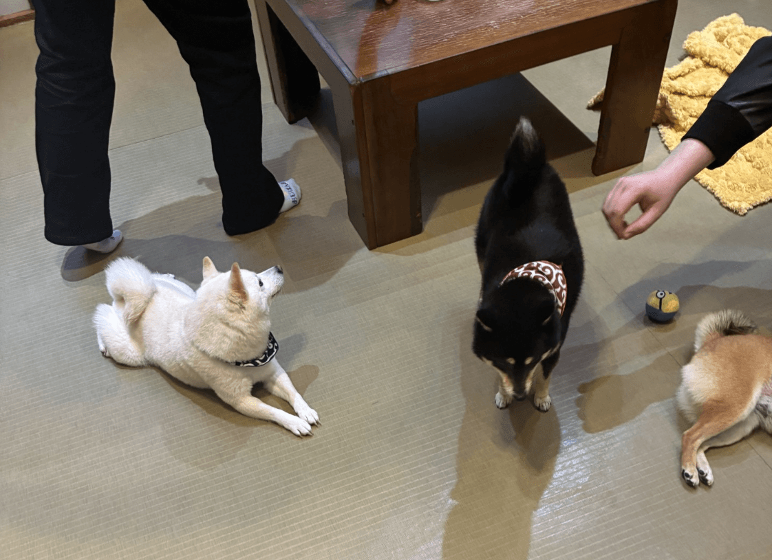 原宿乃豆柴カフェ