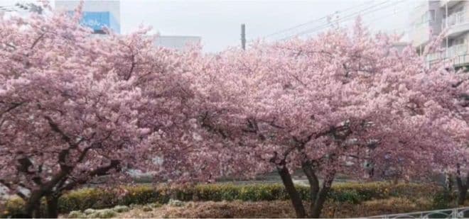 河津桜