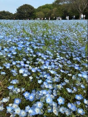 季節の花
